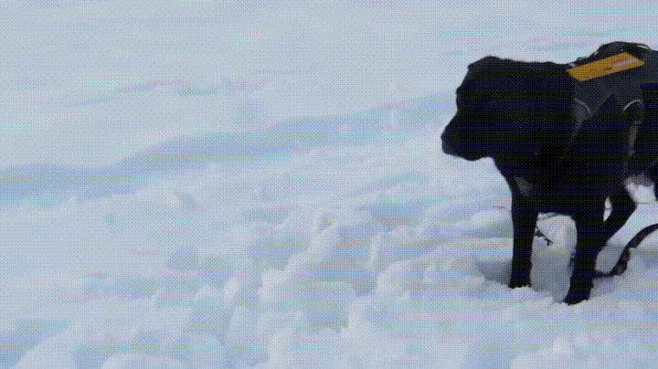 sledding inertia.gif