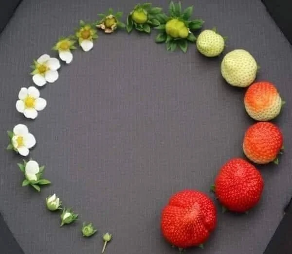Lifecycle of a Strawberry