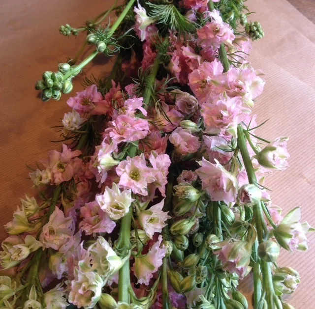Perhaps the lovliest delphiniums that you ever did see.