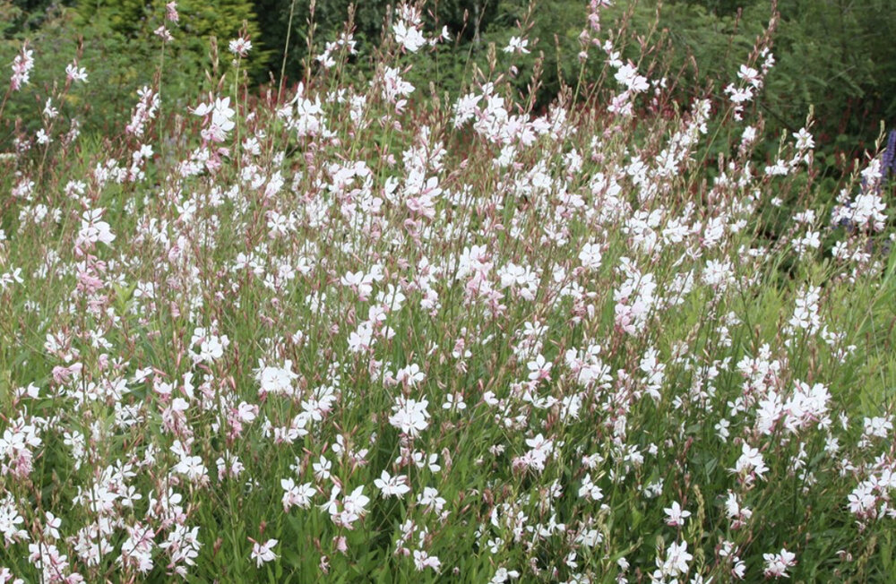 .Gaura