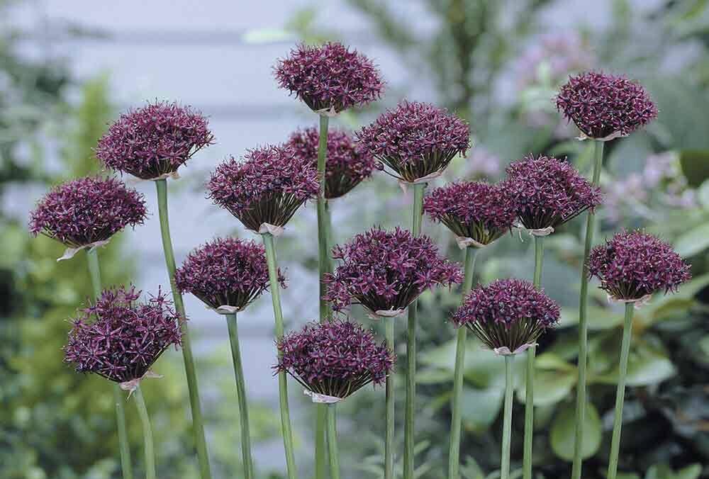 Allium atropurpureum