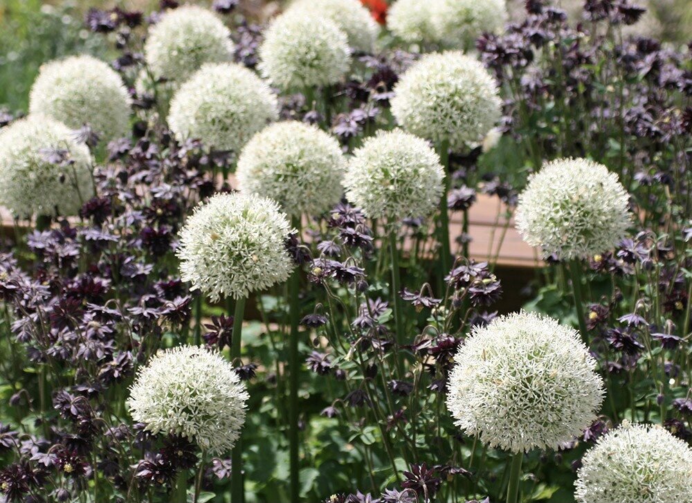 Allium Mount Everest