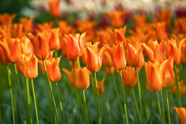 Tulip ballerina