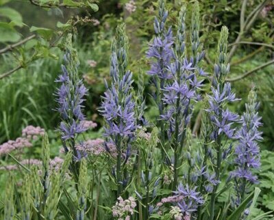 Camassia