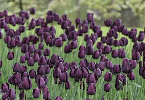 Tulip queen of the night