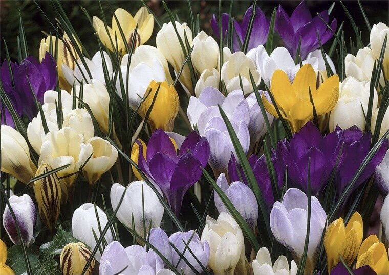 Botanical crocus