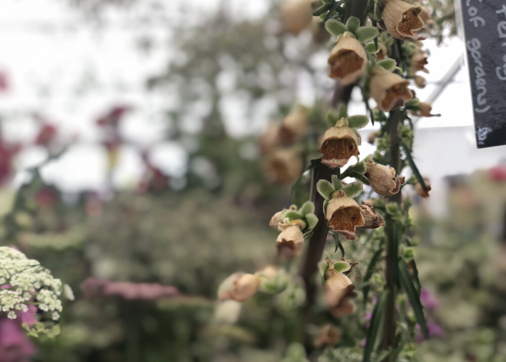 IMG_8597.jpeg