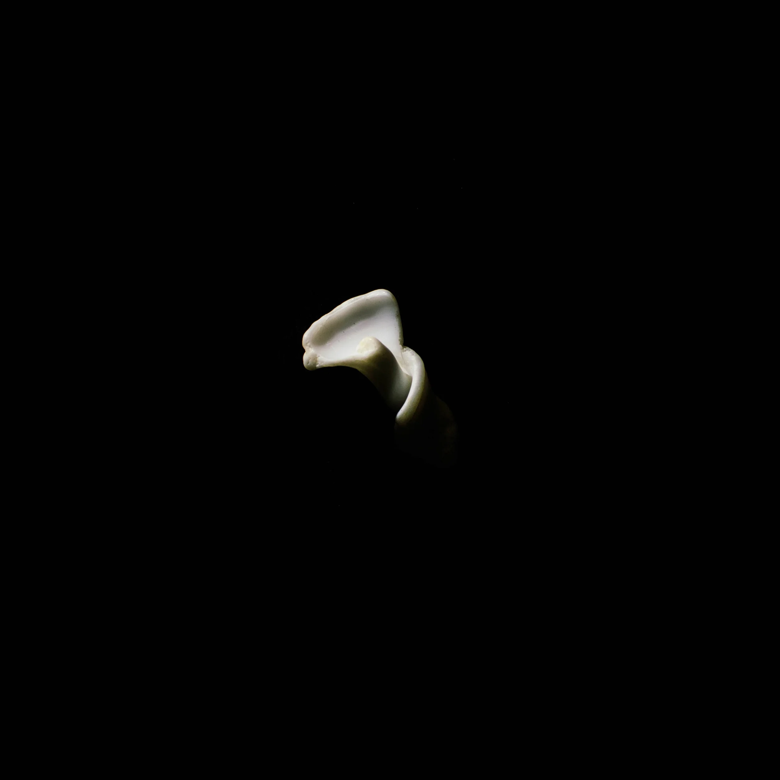 shell-38.jpg