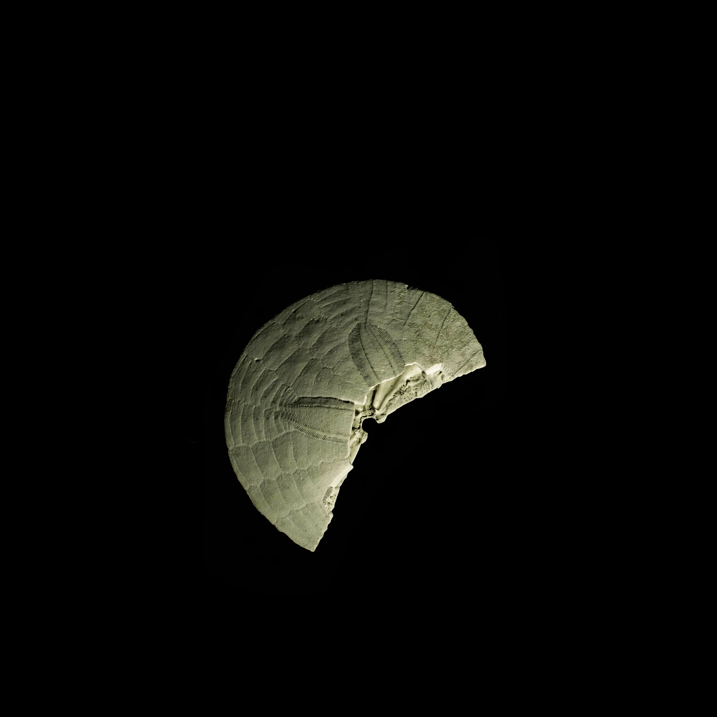 SandDollar-2.jpg