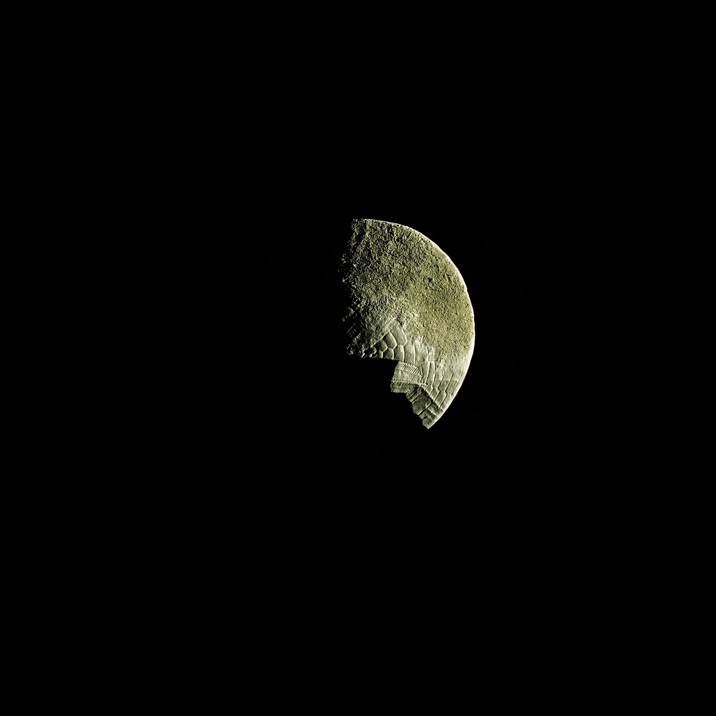 SandDollar-3.jpg