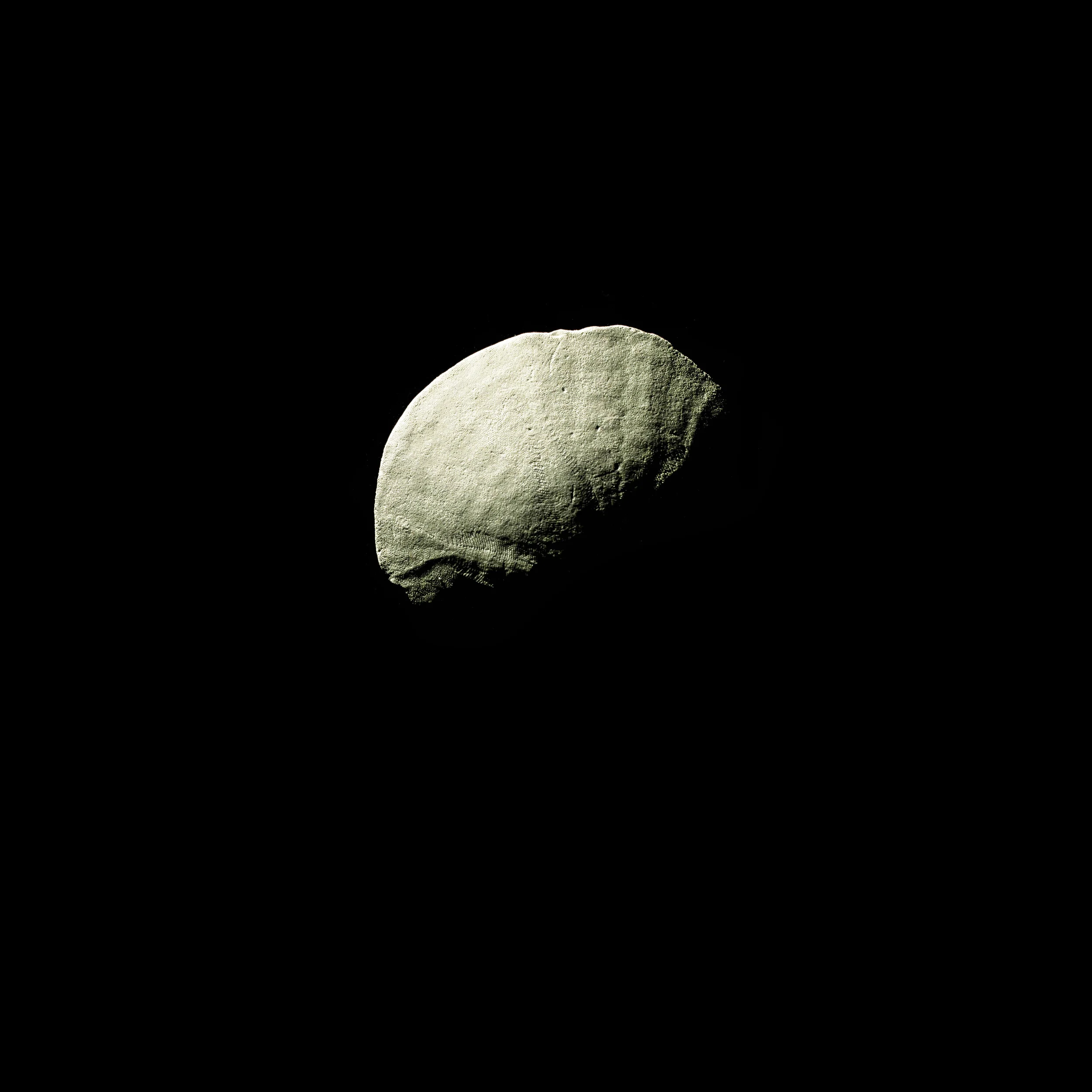 SandDollar-8.jpg