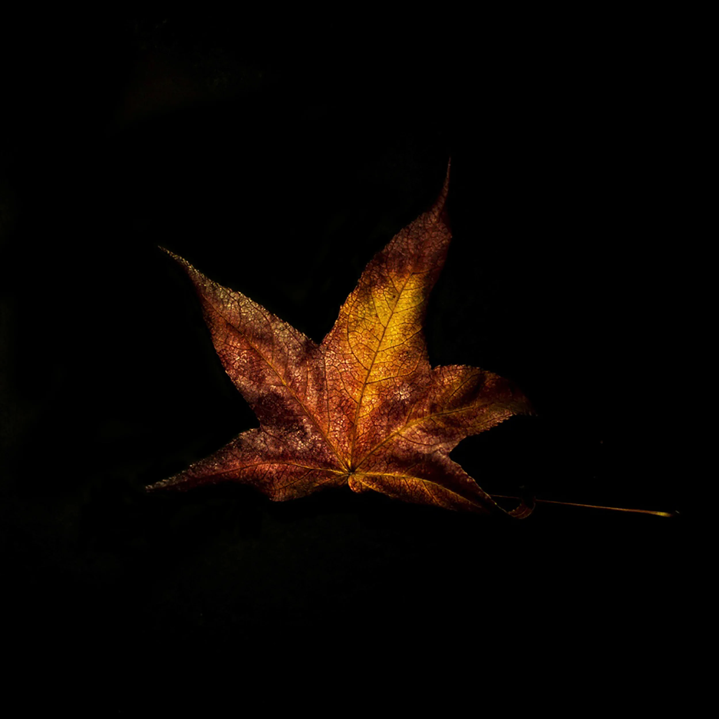 Leaf-39.jpg
