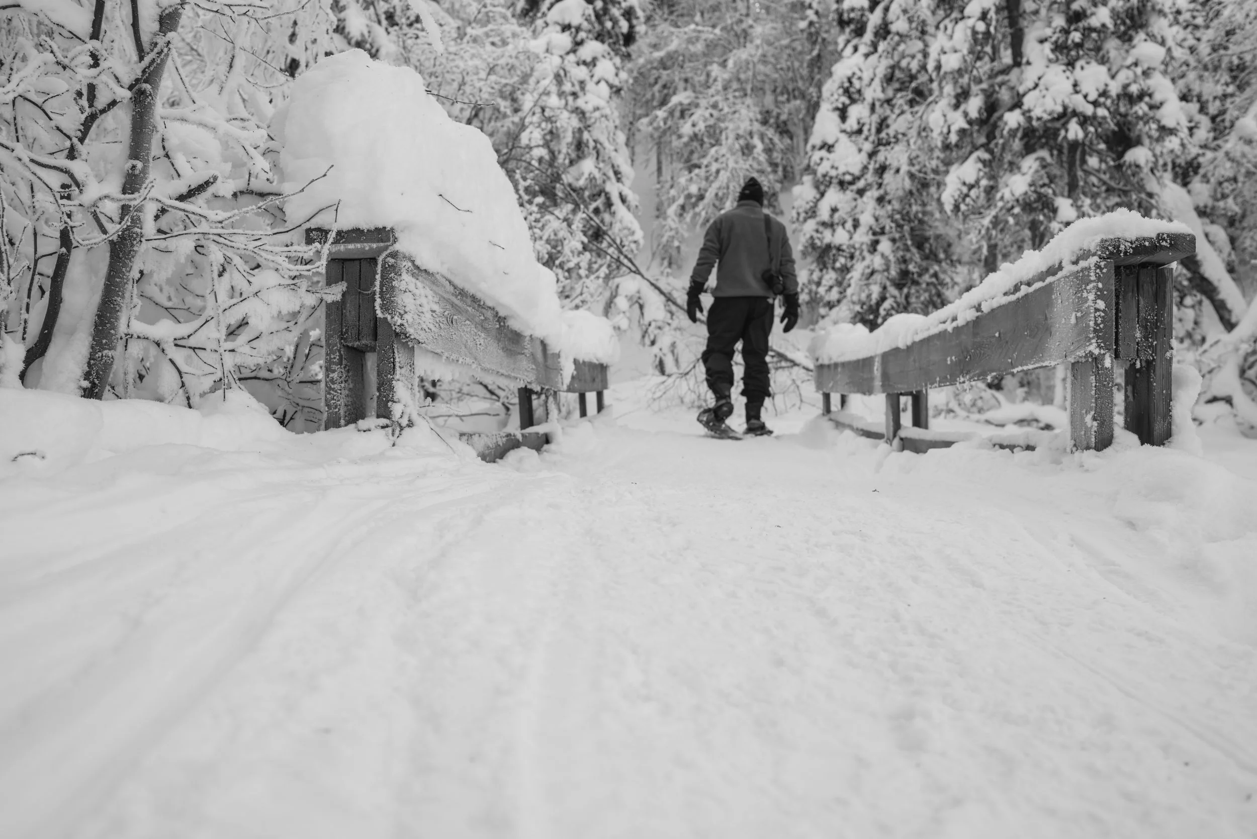 snowshoe-2.jpg