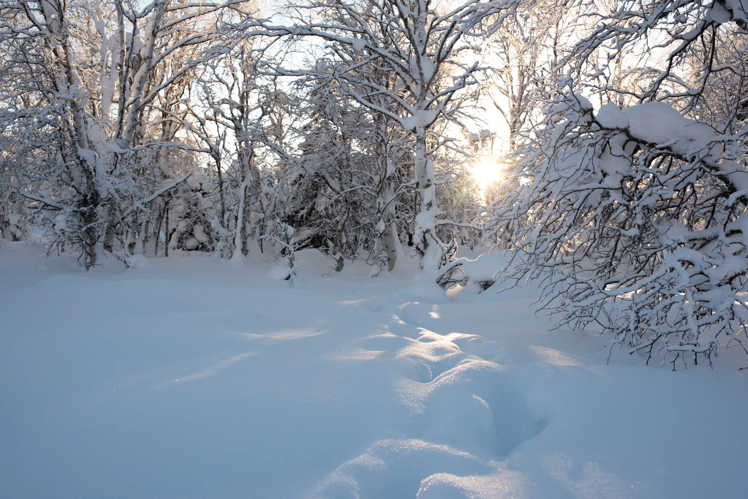 snowshoe-1.jpg