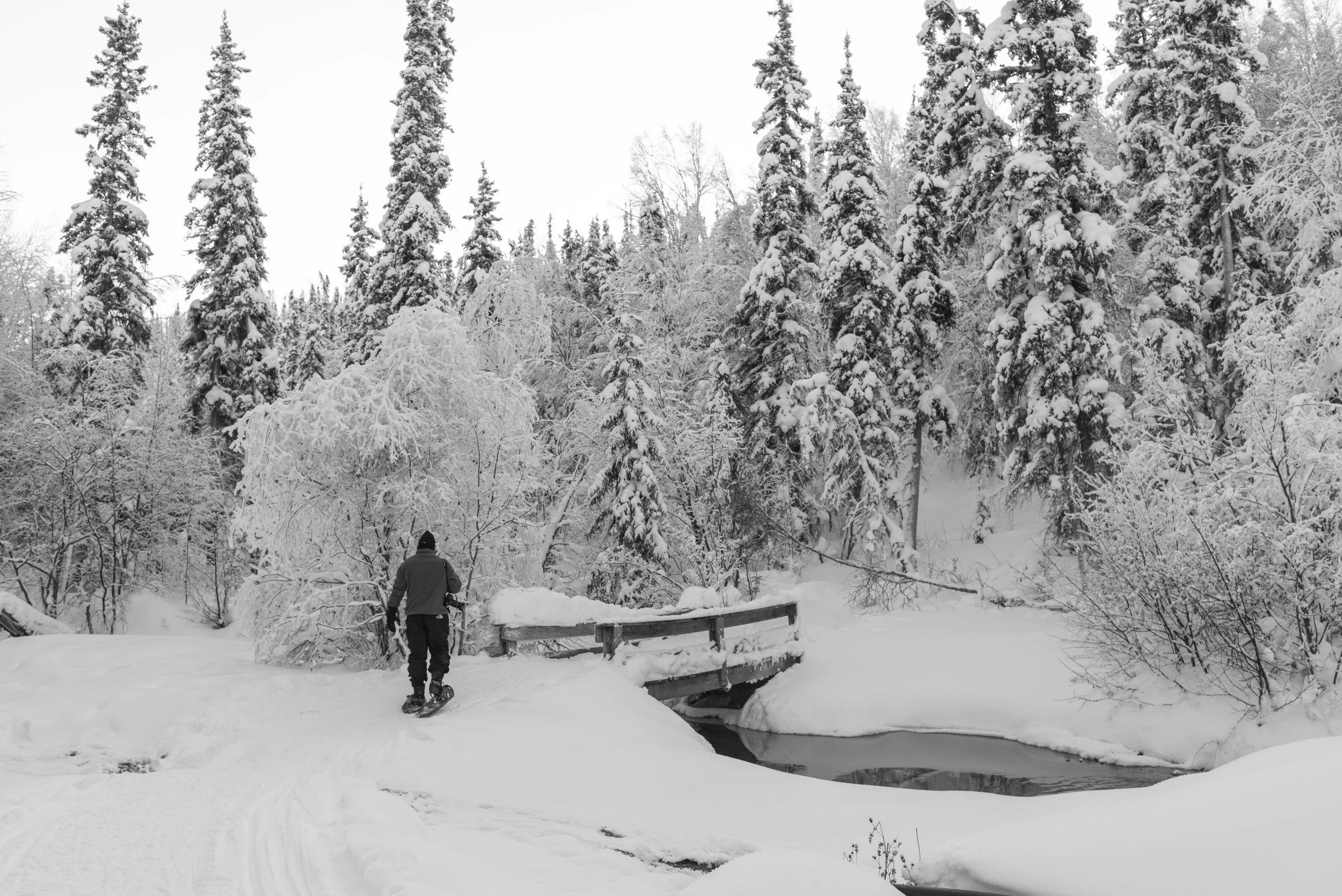snowshoe-3.jpg