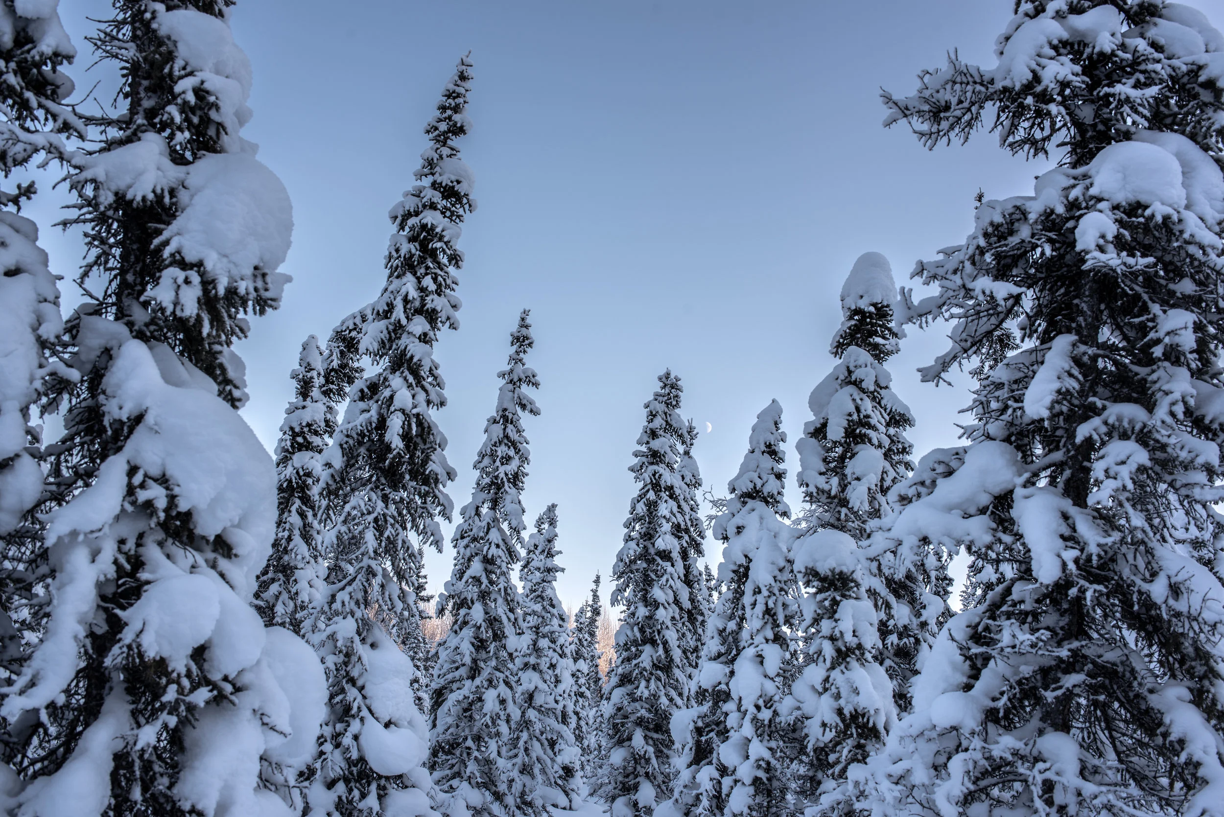 Snowshoe-4.jpg