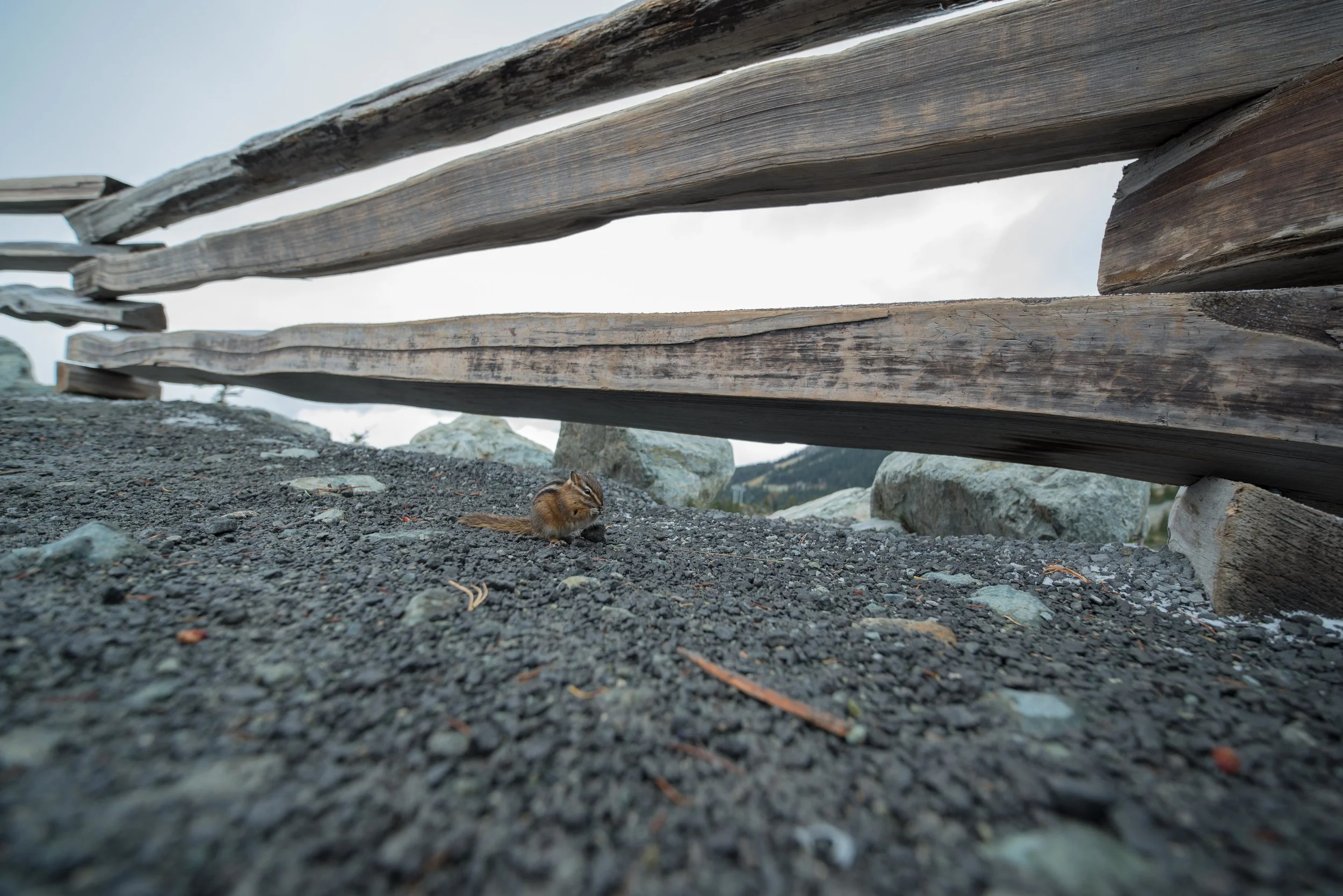 Whistler-10.jpg