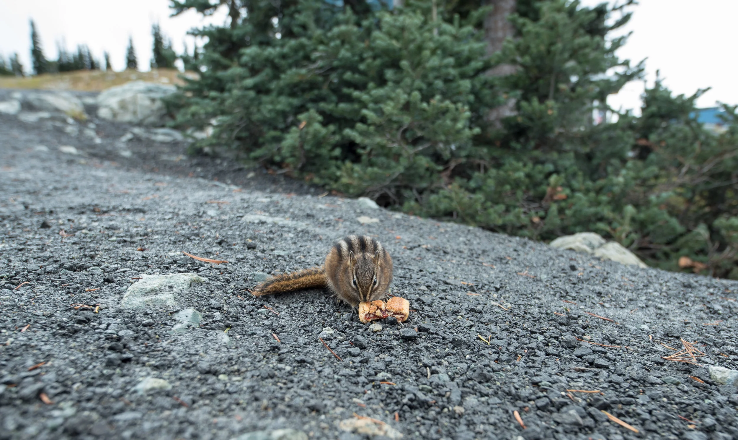 Whistler-12.jpg
