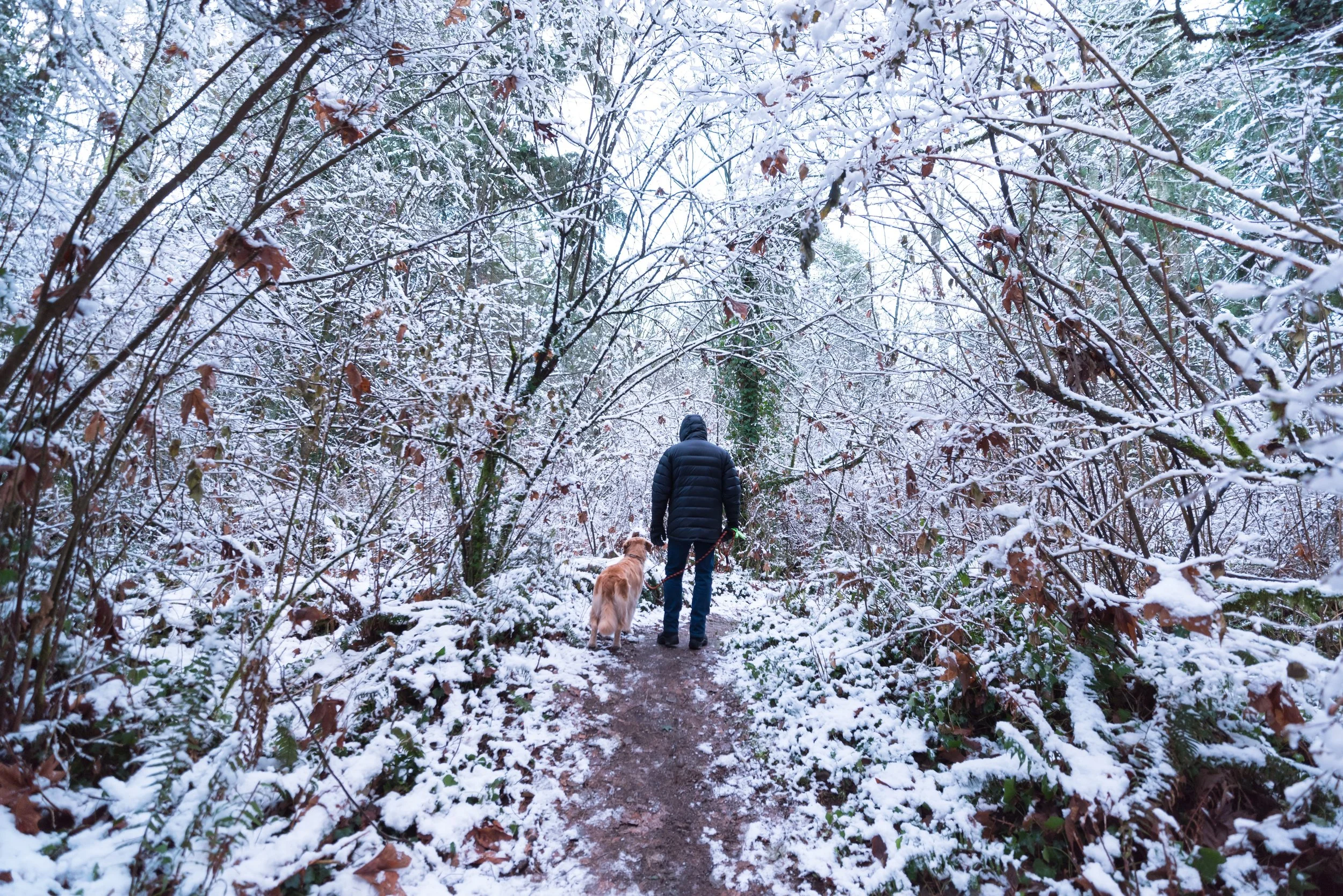 SnowyWalk-7 e2.jpg
