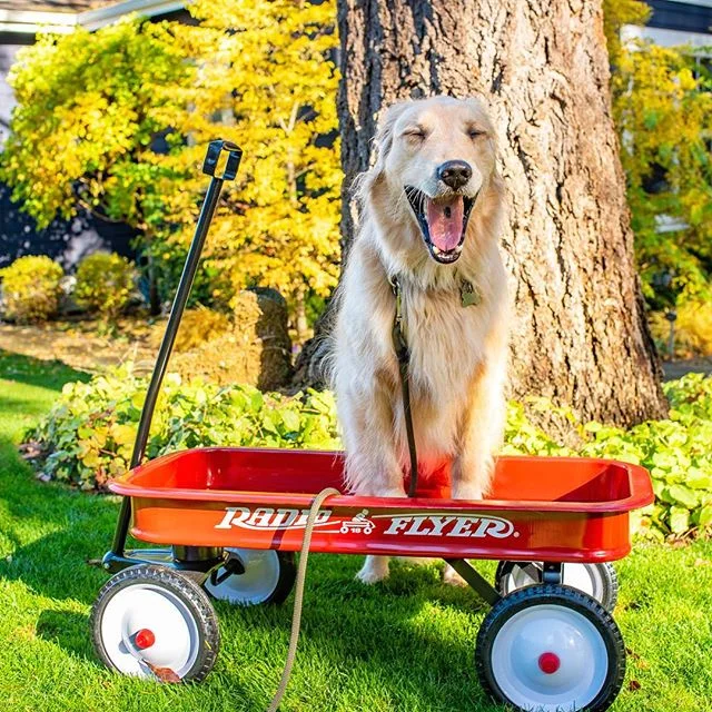 Holiday card attempts with a monster.
&bull;
&bull;
&bull;
#RadioFlyer #HolidayCard2018 #FinnTheGolden #goldensofinstagram