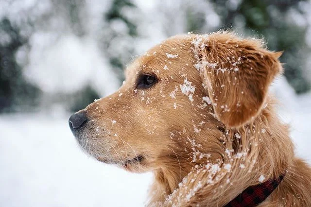 Yeti or Golden?
*
*
*
#FinnTheGolden #goldensofinstagram #instadog #retrievers #allkindsofmagic #snowpocalypse #snowmageddon #Nikon #snowday #winterphotography