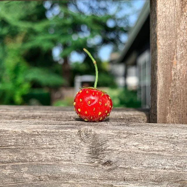 Itty bitty strawberry from our teeny weeny patch 🍓🍓🍓
*
*
*
#makemoremagic #urbanfarmer #gardenlife #growyourfood #pnwsummer #strawberrypatch