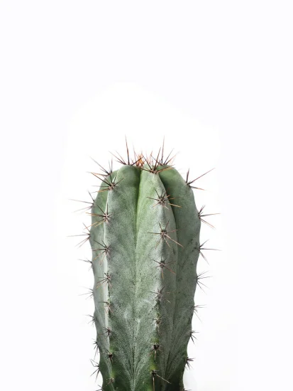30x40-portrait-Cacti-series5.jpg