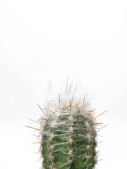 30x40-portrait-Cacti-seriesswd.jpg