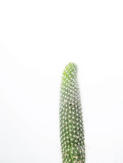 30x40-portrait-Cacti-seriess.jpg