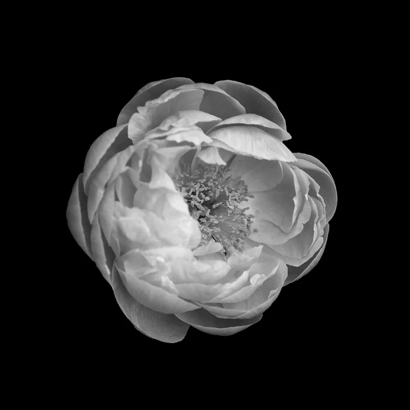 Peonie.jpg