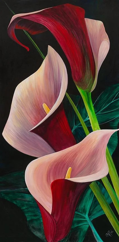 Cecile_Albi_Calla_Lilies_72x36_LR.jpg
