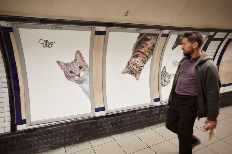 cats-no-ads5.jpg