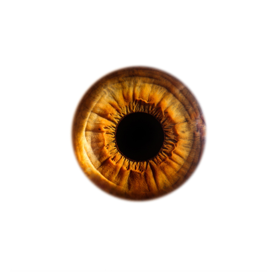 Eye Love To See You
