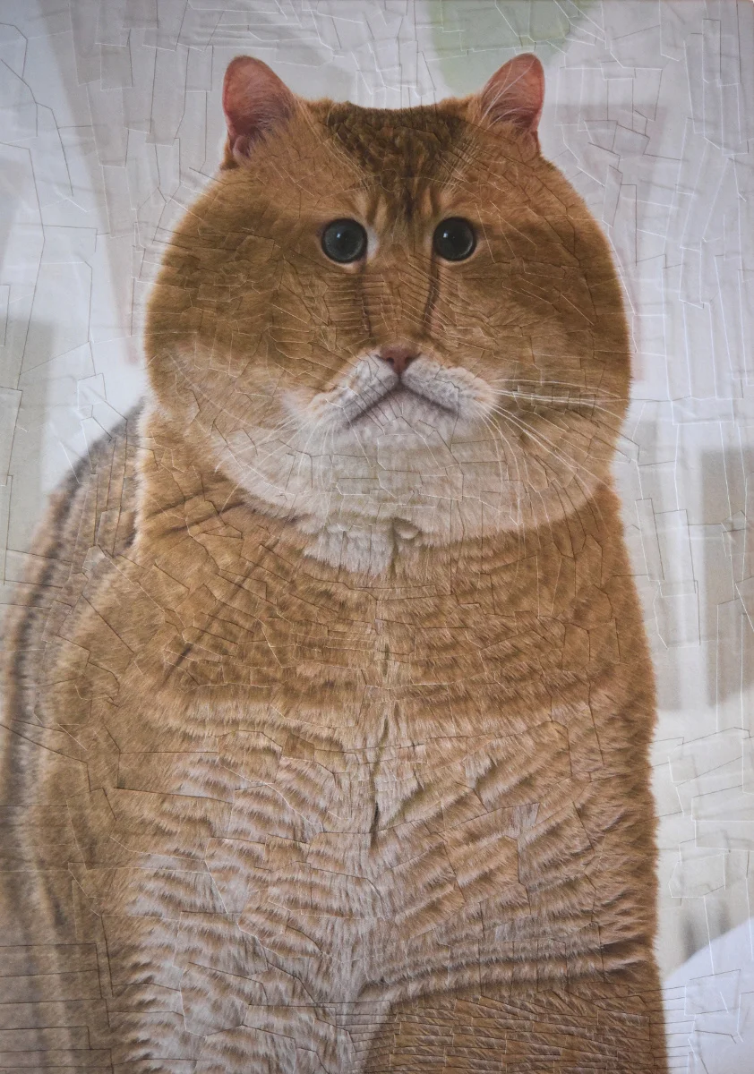 catsdogs91.jpg