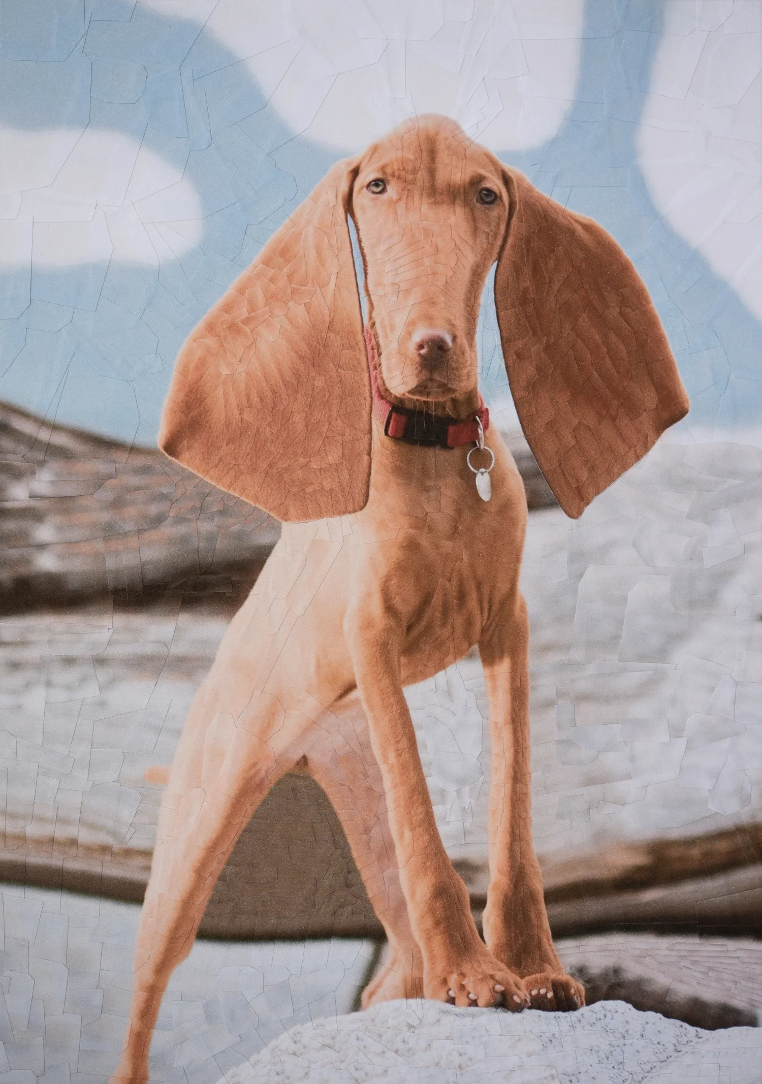 catsdogs8.jpg