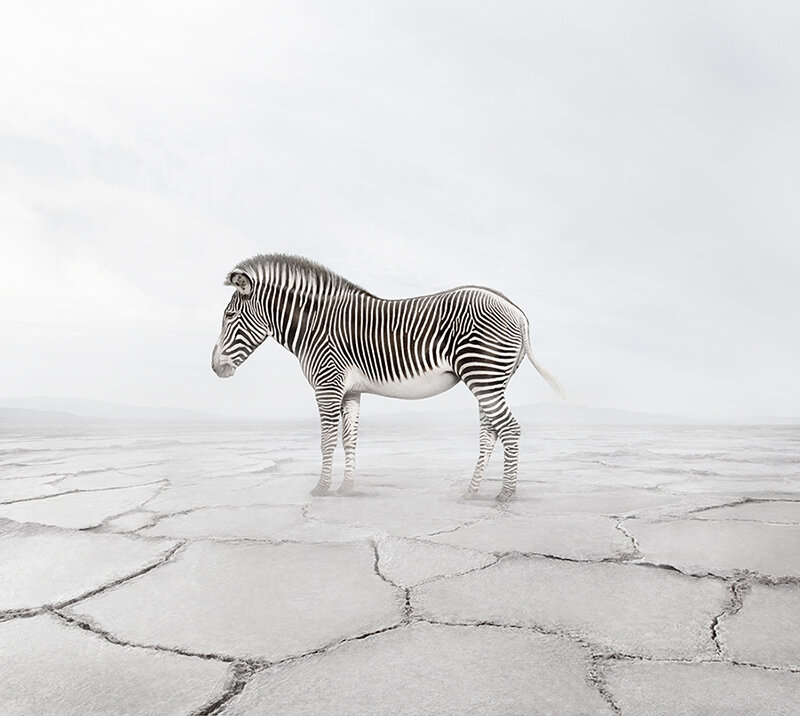 08_alicezilberberg_meditations_zenzebra.jpg