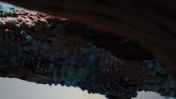 onesal3.gif