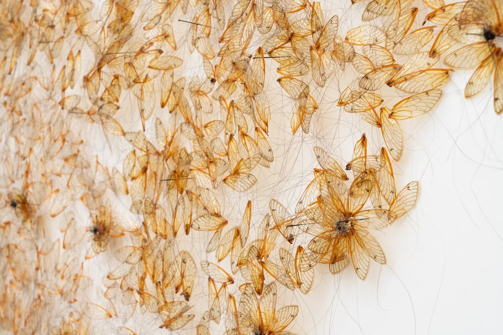 “Velo de luto (Mourning veil)” (2020), magicicada wings, sewn with hair, 32 x 47 x 2 inches