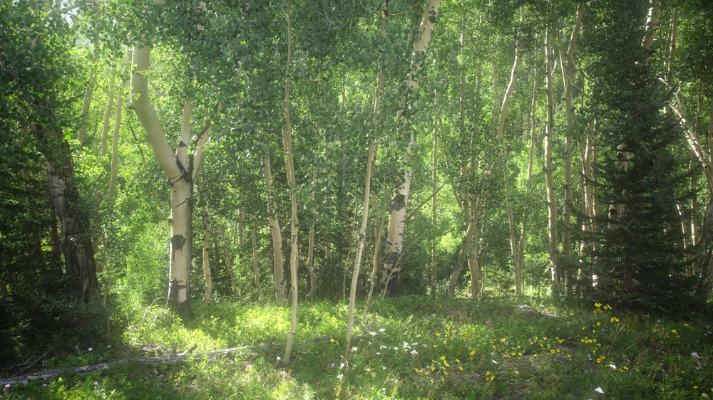 01_ANewNature-01.jpg