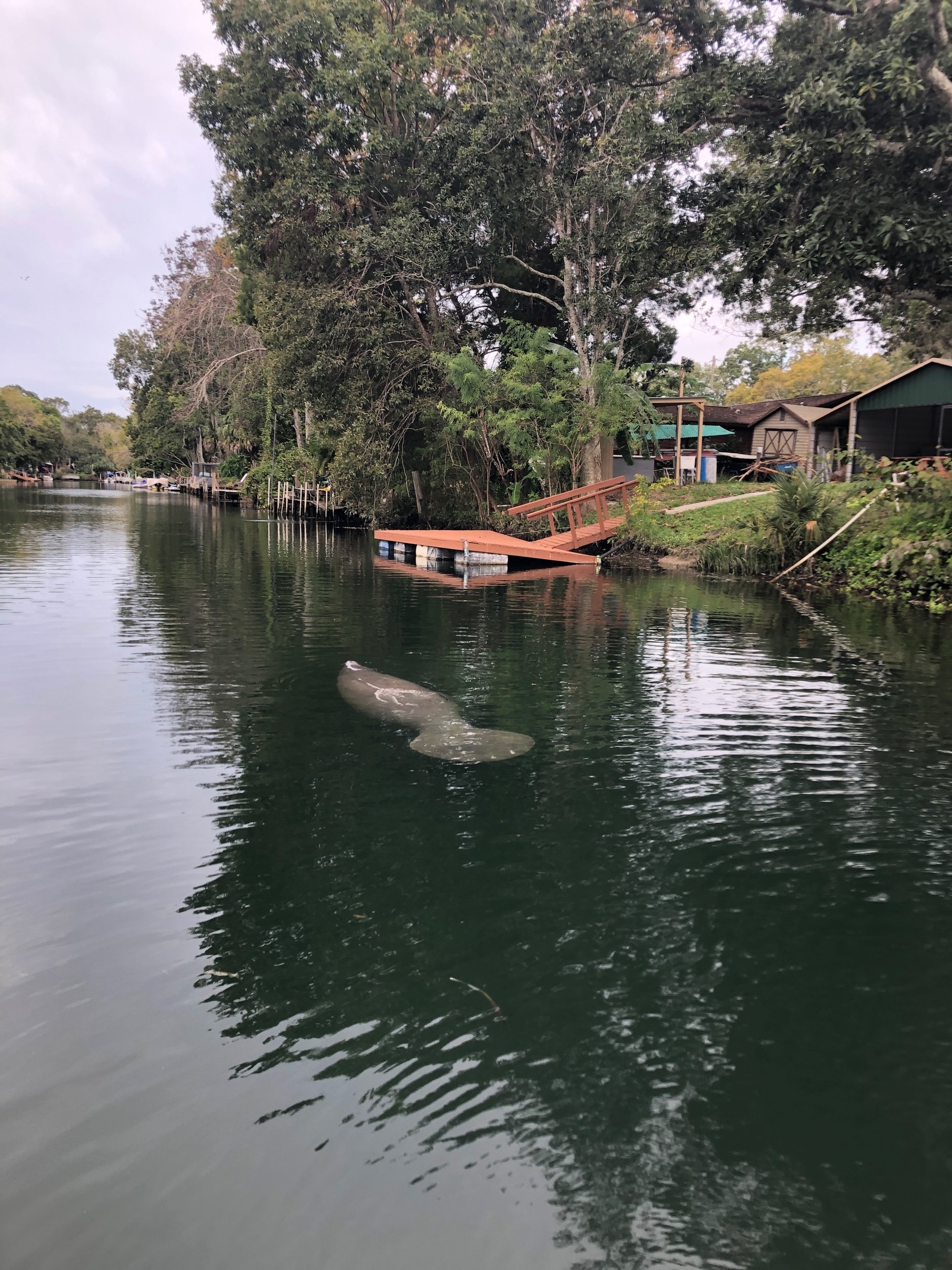 Manatee  & Weeki Wachee