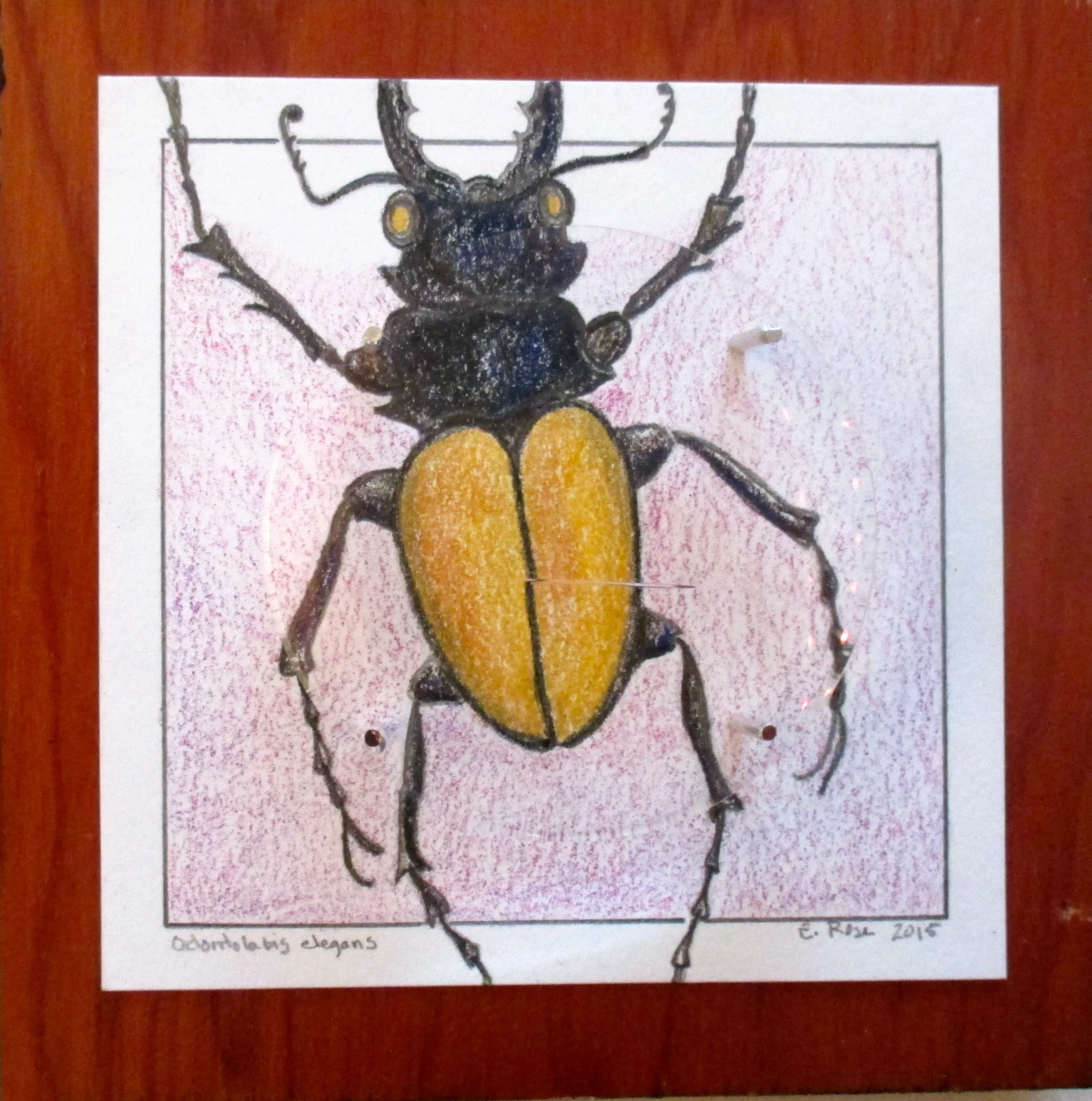 Yellow Beetle-Lens