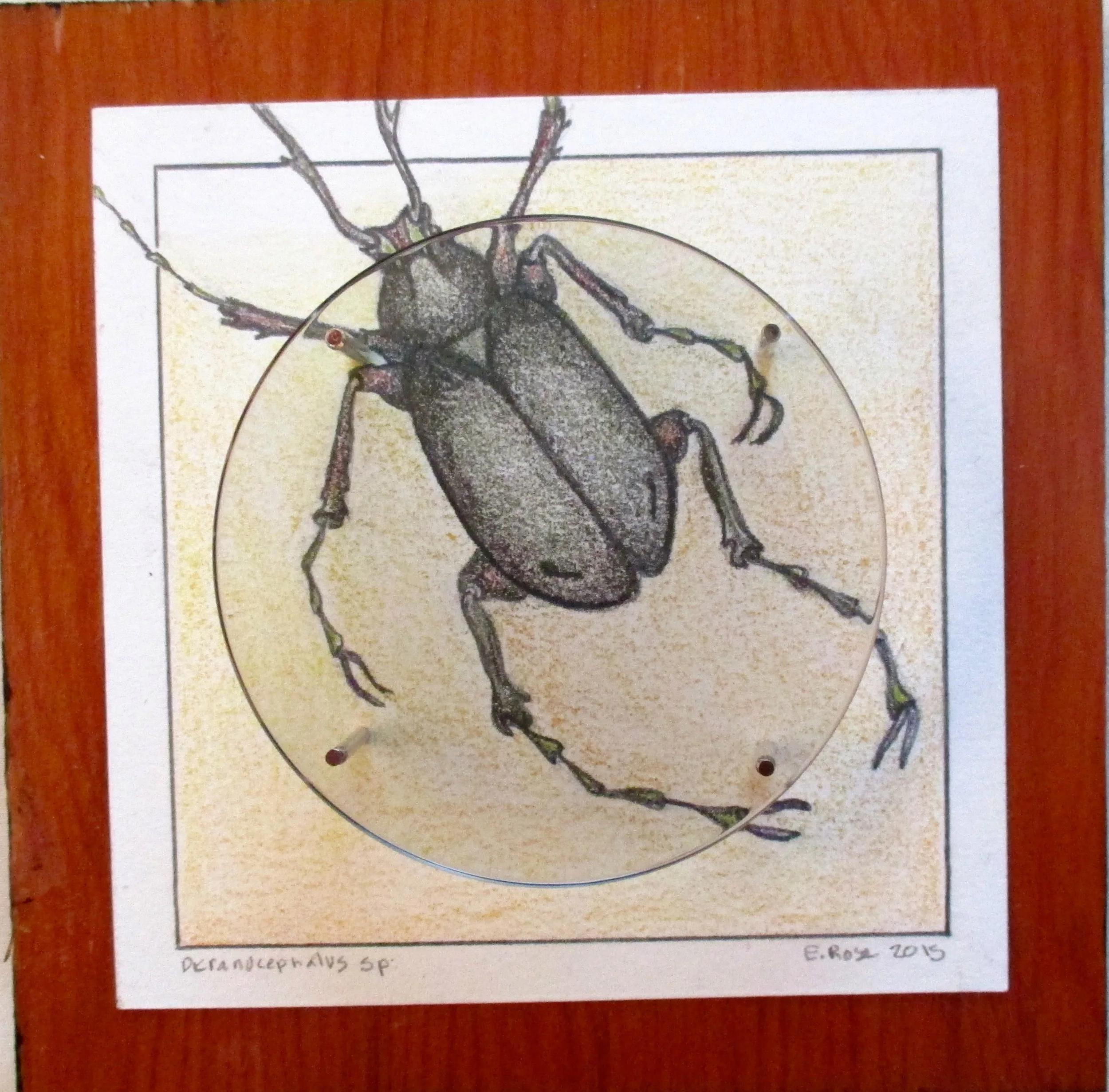 Beetle-Lens
