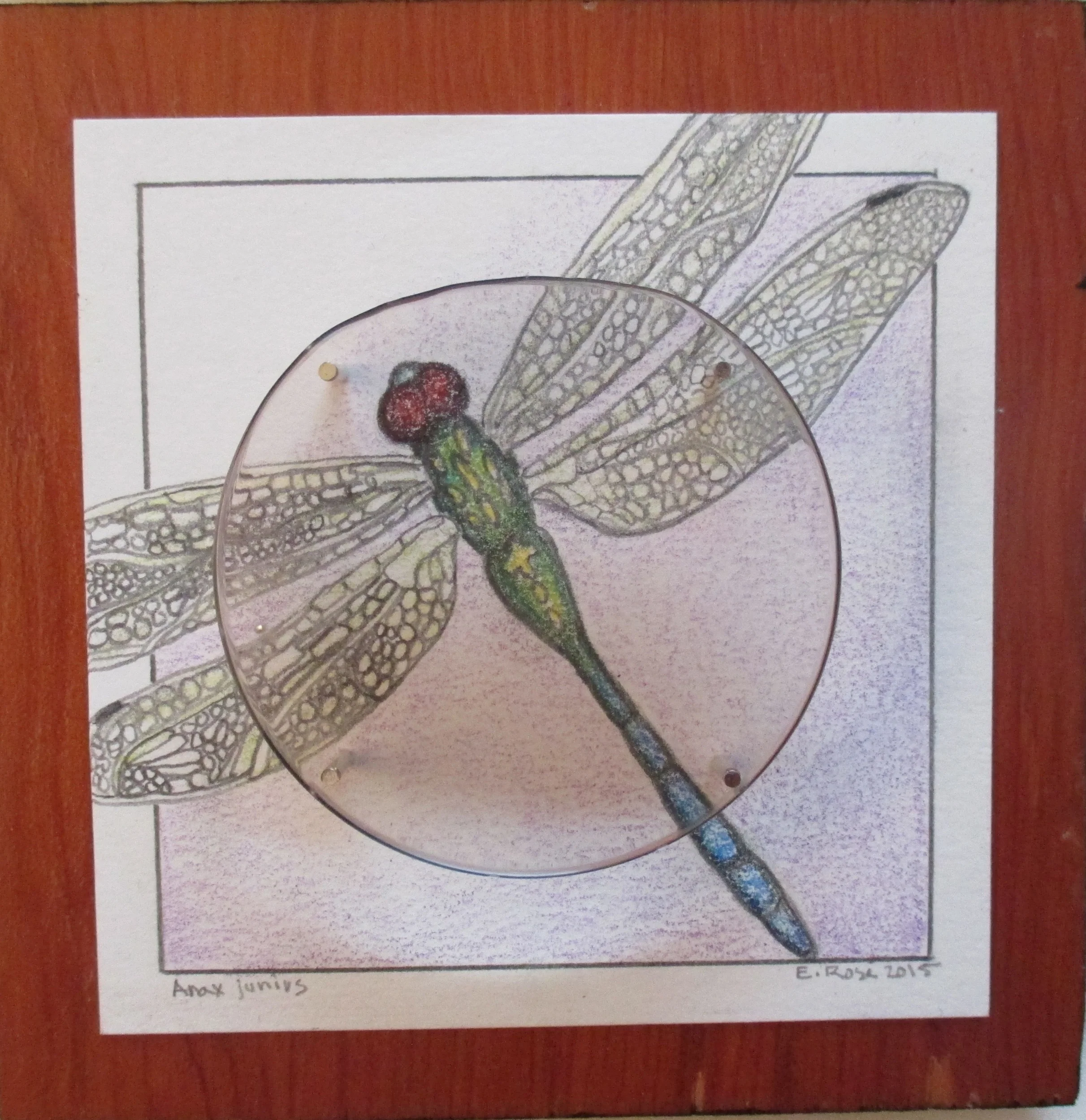 Green Dragonfly-Lens