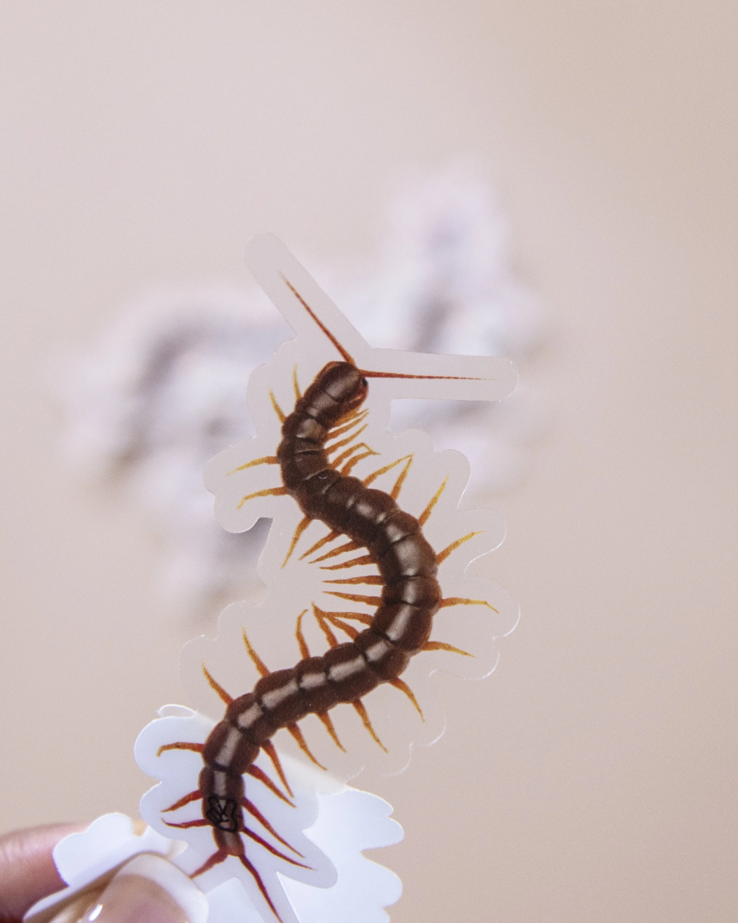 Centipede Sticker (2 pack)