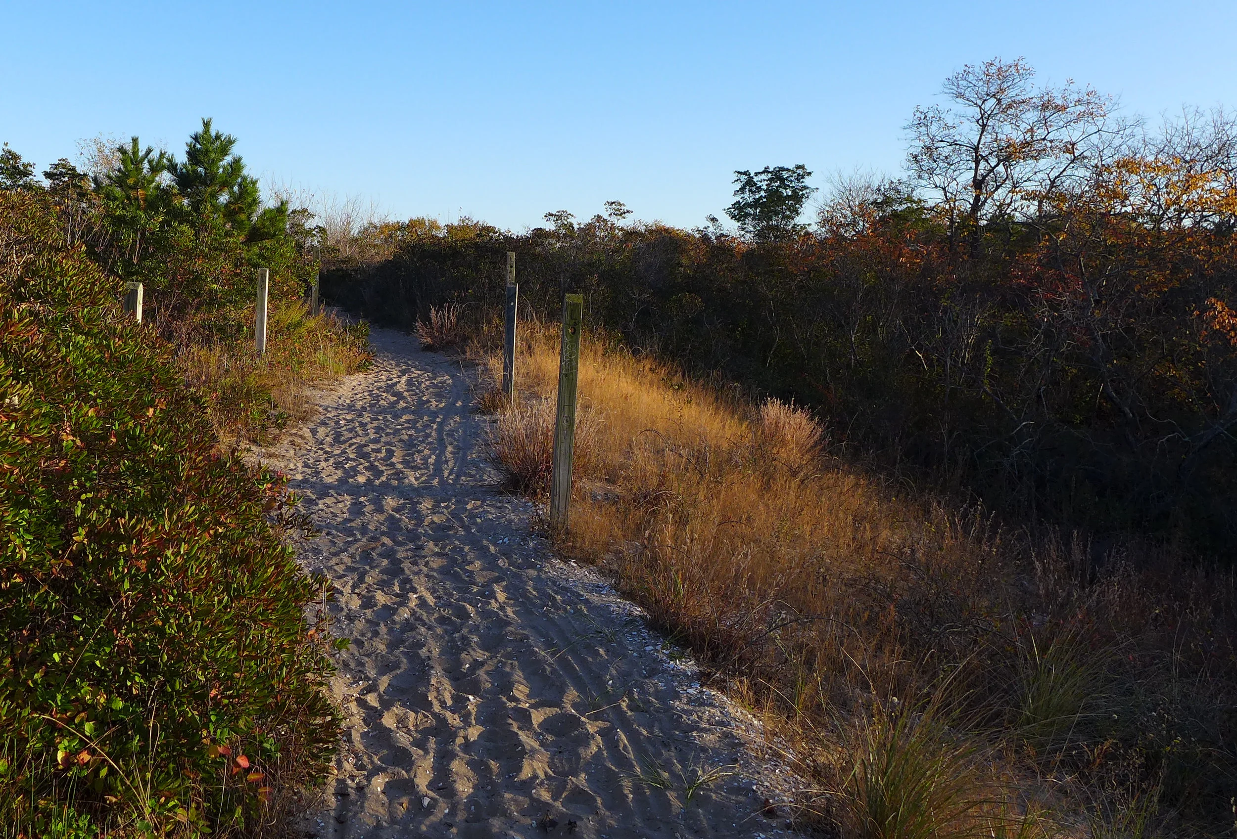 Path Through The Dunes at Ft. Tilden