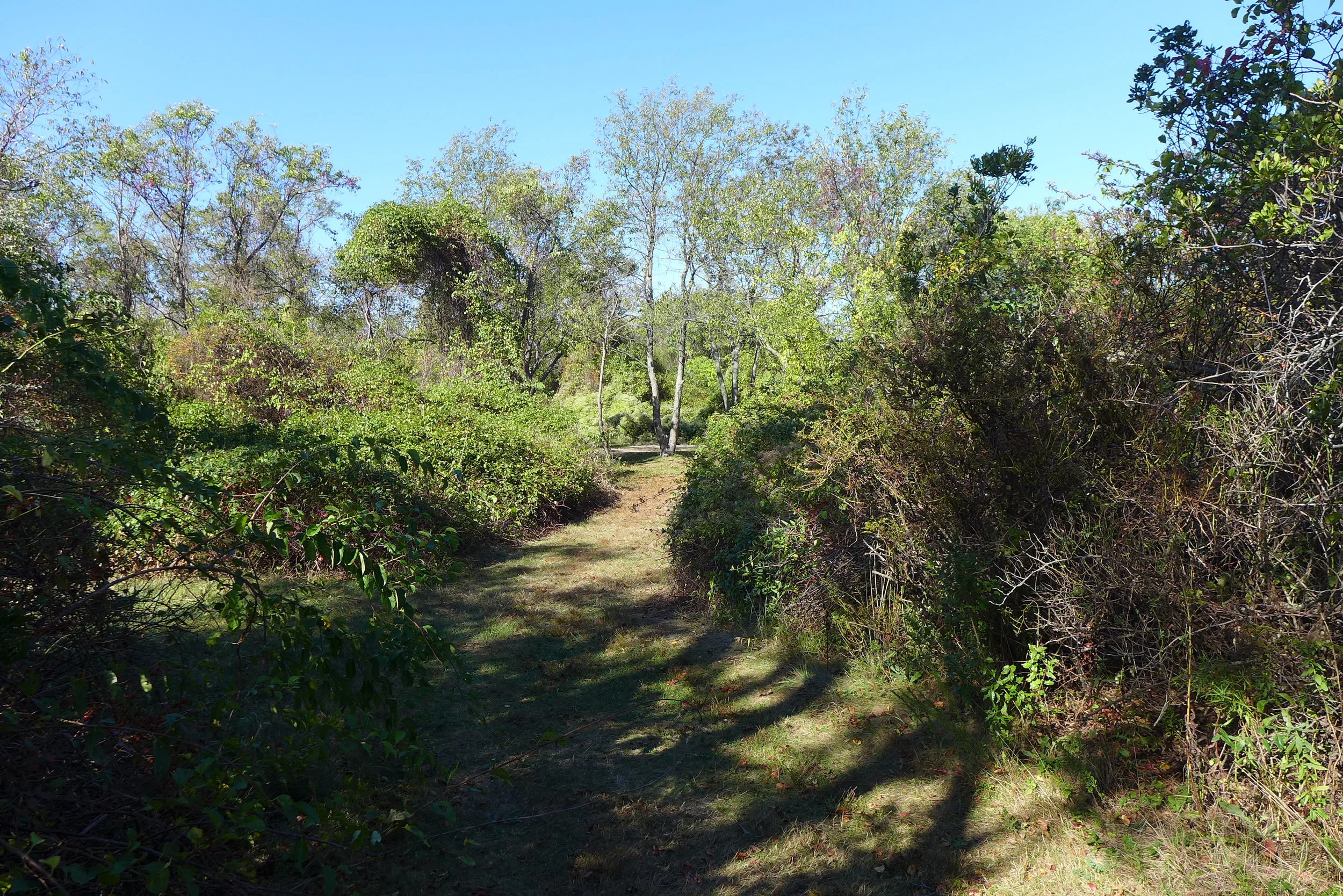 Floyd Bennett Field Backwoods