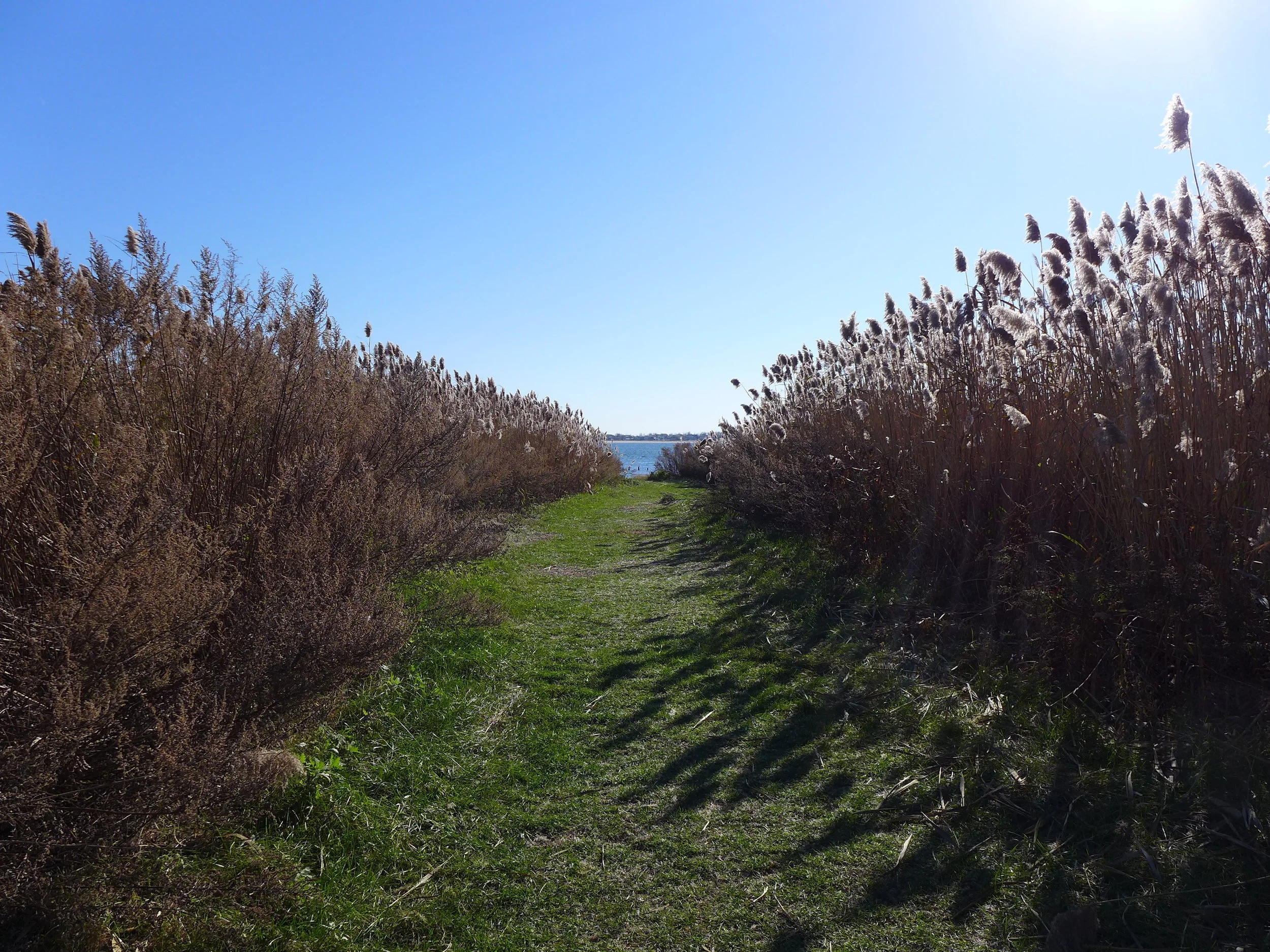 Jamaica Bay through the Cattails
