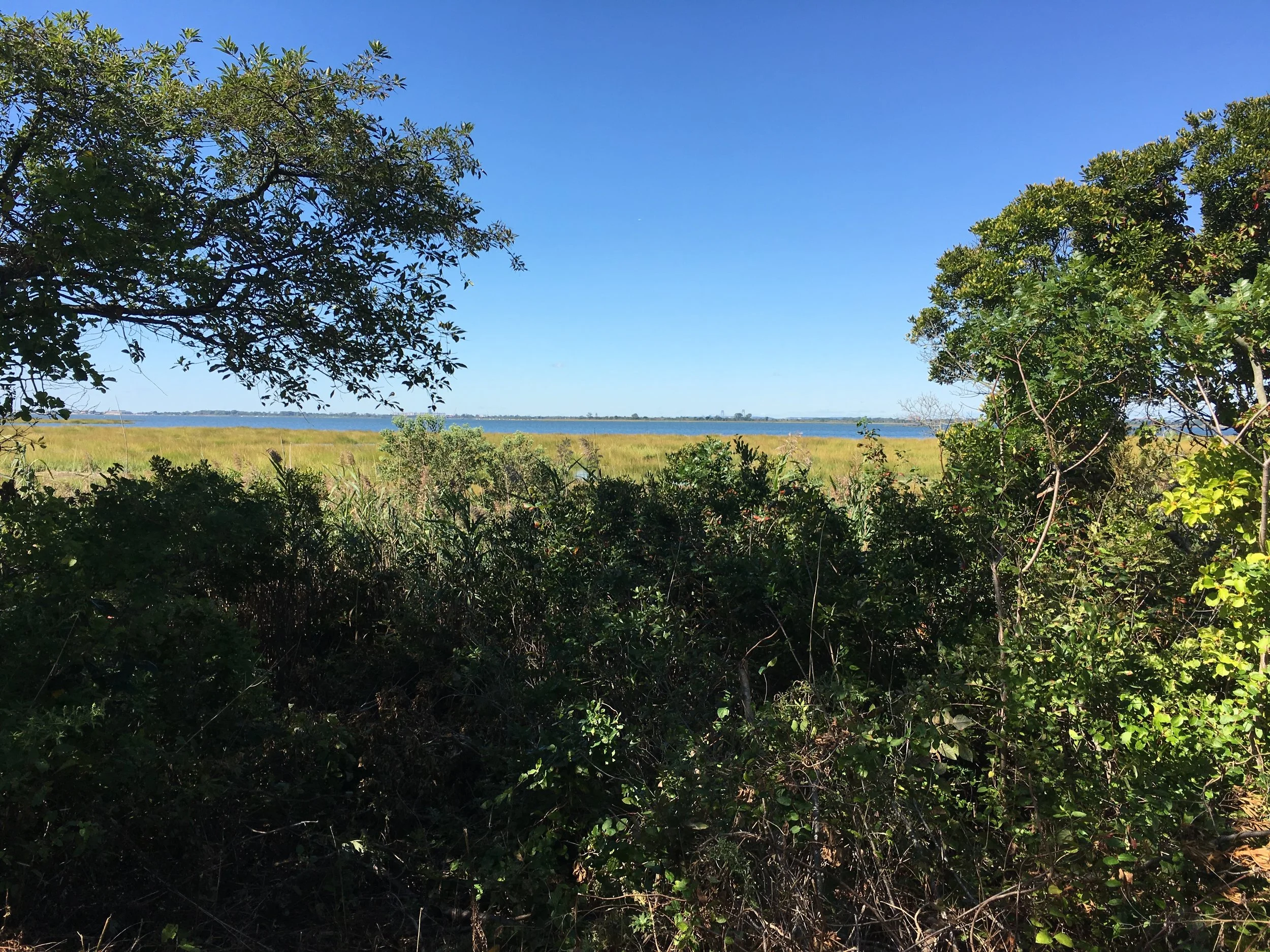 View to Manhattan From Jamaica Bay Wildlife Rescue