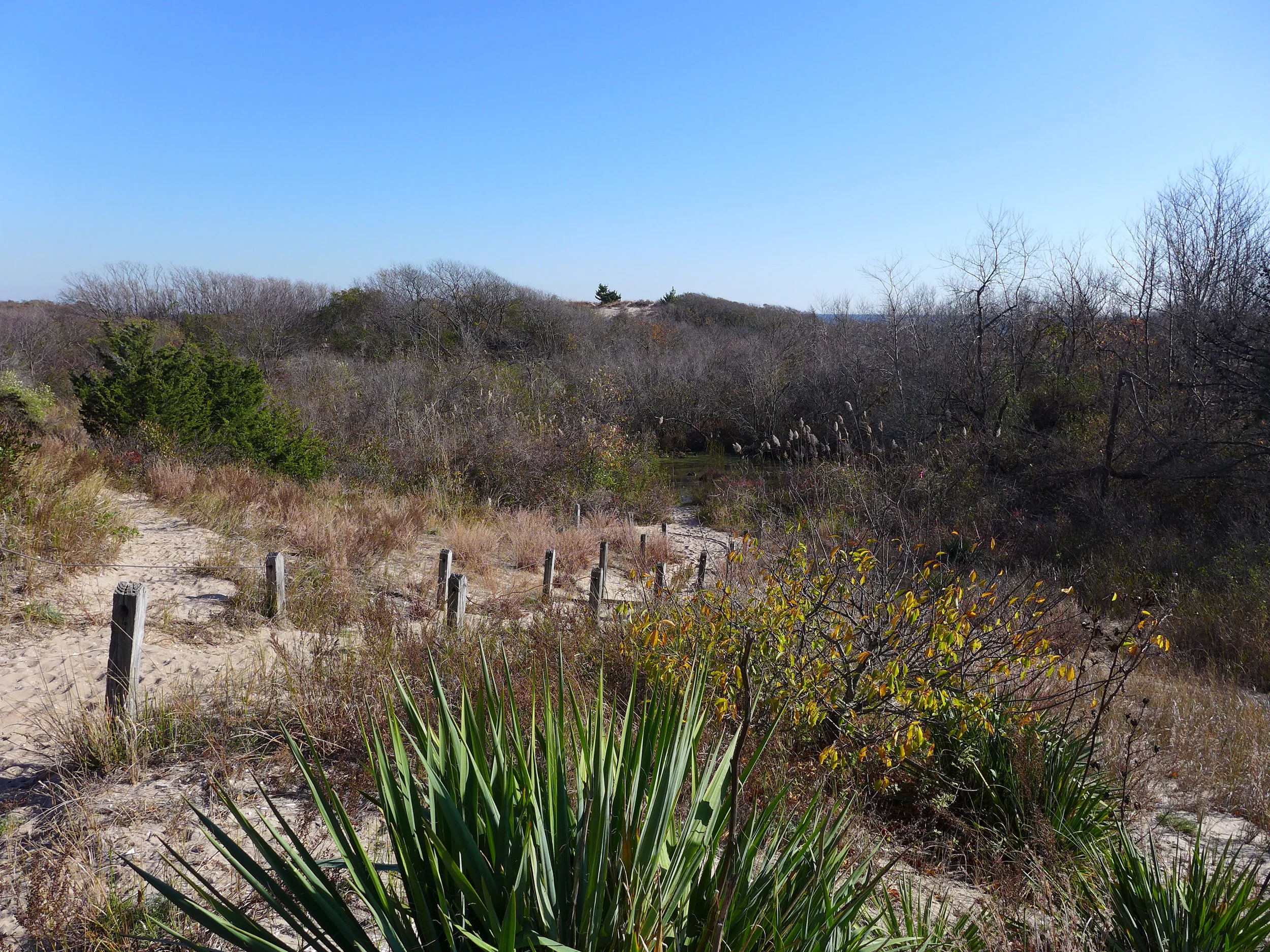 Ft. Tilden Dunes