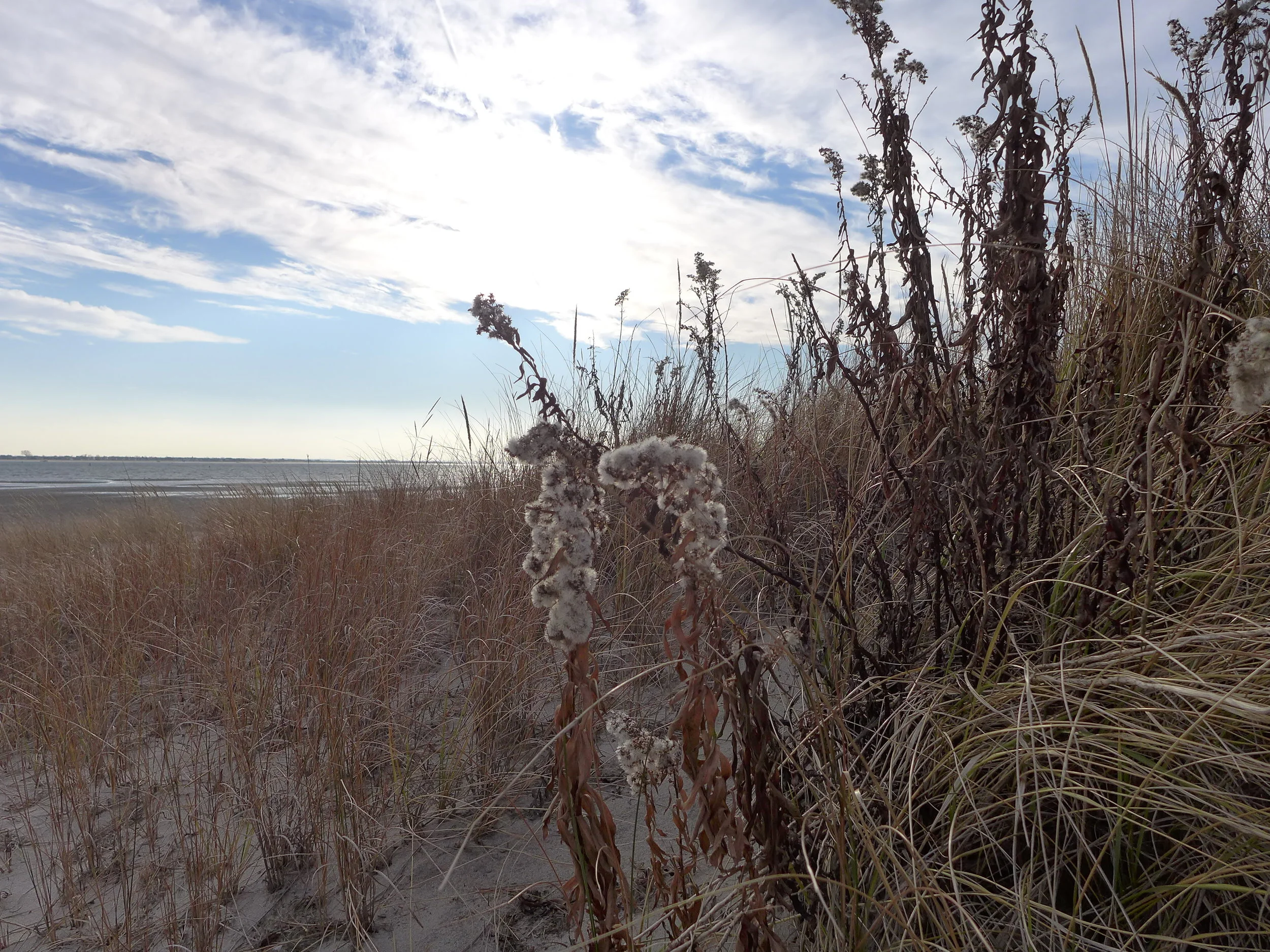 Dead Horse Bay